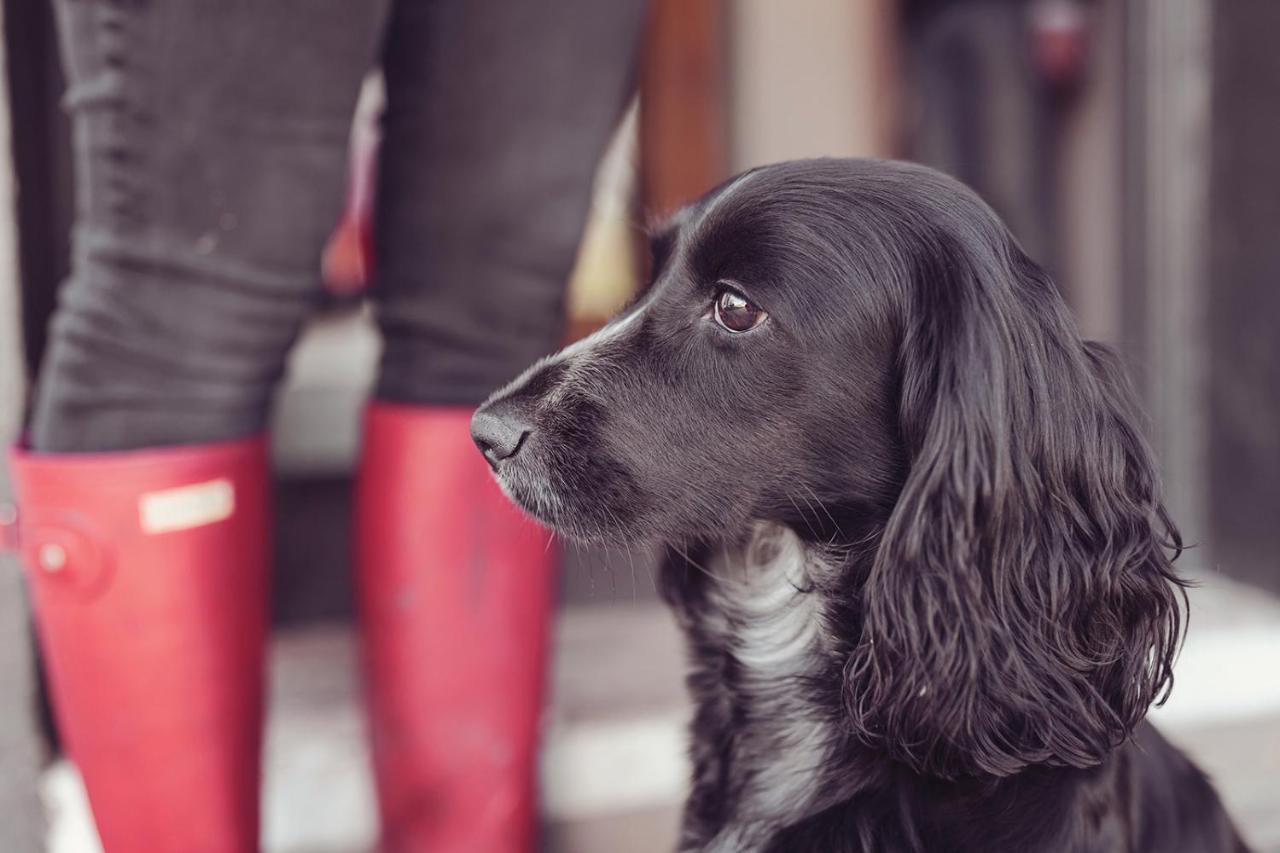 Longlands Inn & Cottages Carnforth Exteriér fotografie A black and white English Cocker Spaniel